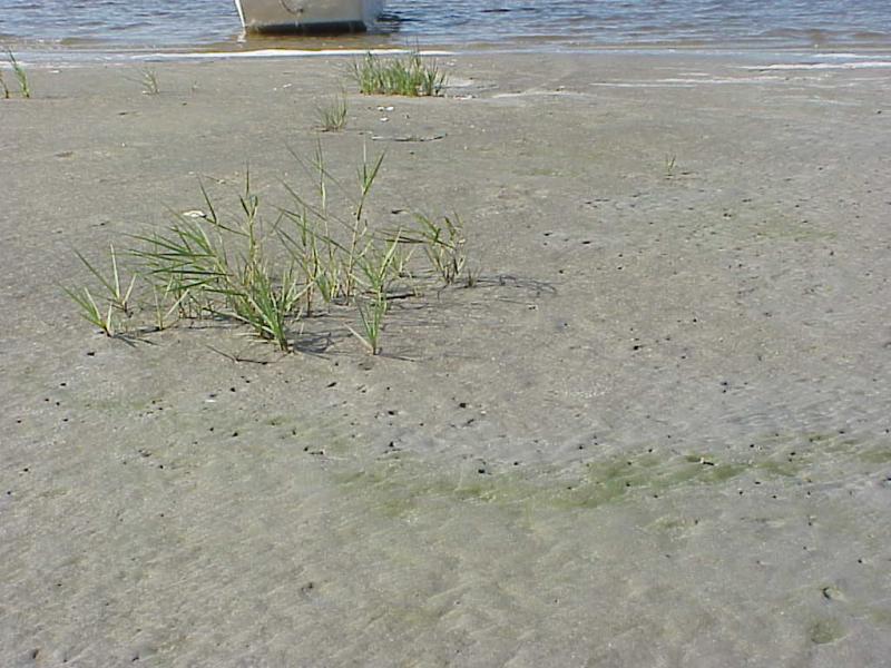 <img typeof="foaf:Image" src="http://statelibrarync.org/learnnc/sites/default/files/images/salt_marsh_plants.jpg" width="1024" height="768" alt="Pioneer salt marsh plants colonizing bare sand habitat" />