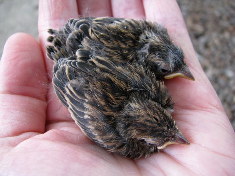 <img typeof="foaf:Image" src="http://statelibrarync.org/learnnc/sites/default/files/images/songsparrows.jpg" width="1024" height="768" alt="sparrow chicks" title="sparrow chicks" /> <img typeof="foaf:Image" src="http://statelibrarync.org/learnnc/sites/default/files/images/songsparrows.jpg" width="1024" height="768" alt="sparrow chicks" title="sparrow chicks" />