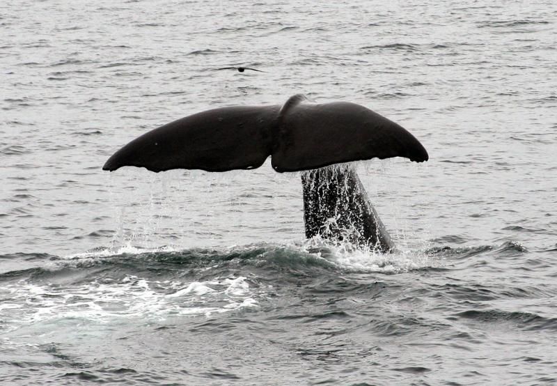 <img typeof="foaf:Image" src="http://statelibrarync.org/learnnc/sites/default/files/images/spermwhale.jpg" width="1024" height="709" alt="tail of a sperm whale" title="tail of a sperm whale" /> <img typeof="foaf:Image" src="http://statelibrarync.org/learnnc/sites/default/files/images/spermwhale.jpg" width="1024" height="709" alt="tail of a sperm whale" title="tail of a sperm whale" />