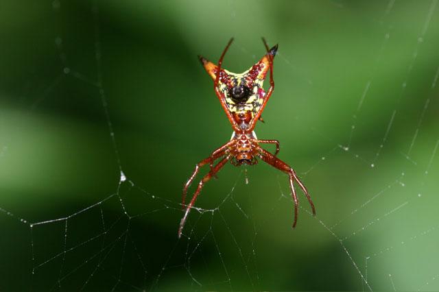 <img typeof="foaf:Image" src="http://statelibrarync.org/learnnc/sites/default/files/images/spider.jpg" width="640" height="426" alt="Spider" title="Spider" /> <img typeof="foaf:Image" src="http://statelibrarync.org/learnnc/sites/default/files/images/spider.jpg" width="640" height="426" alt="Spider" title="Spider" />