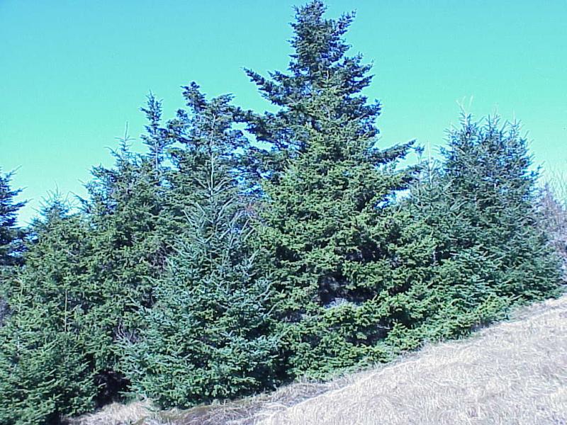 <img typeof="foaf:Image" src="http://statelibrarync.org/learnnc/sites/default/files/images/spruce_and_fir.jpg" width="1024" height="768" alt="Immature spruce and fir on Round Knob" title="Immature spruce and fir on Round Knob" /> <img typeof="foaf:Image" src="http://statelibrarync.org/learnnc/sites/default/files/images/spruce_and_fir.jpg" width="1024" height="768" alt="Immature spruce and fir on Round Knob" title="Immature spruce and fir on Round Knob" />