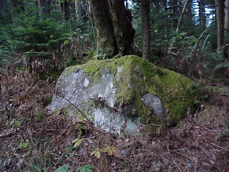 <img typeof="foaf:Image" src="http://statelibrarync.org/learnnc/sites/default/files/images/spruce_fir_forest.jpg" width="1024" height="768" alt="Spruce-fir forest-interior" title="Spruce-fir forest-interior" /> <img typeof="foaf:Image" src="http://statelibrarync.org/learnnc/sites/default/files/images/spruce_fir_forest.jpg" width="1024" height="768" alt="Spruce-fir forest-interior" title="Spruce-fir forest-interior" />