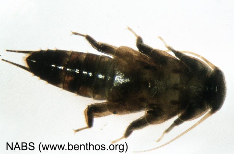 <img typeof="foaf:Image" src="http://statelibrarync.org/learnnc/sites/default/files/images/stonefly_nymph2.jpg" width="800" height="526" alt="Stonefly nymph" title="Stonefly nymph" /> <img typeof="foaf:Image" src="http://statelibrarync.org/learnnc/sites/default/files/images/stonefly_nymph2.jpg" width="800" height="526" alt="Stonefly nymph" title="Stonefly nymph" />