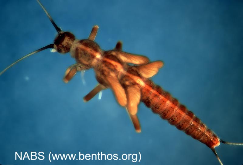 <img typeof="foaf:Image" src="http://statelibrarync.org/learnnc/sites/default/files/images/stonefly_nymph3.jpg" width="800" height="545" alt="Stonefly nymph" title="Stonefly nymph" /> <img typeof="foaf:Image" src="http://statelibrarync.org/learnnc/sites/default/files/images/stonefly_nymph3.jpg" width="800" height="545" alt="Stonefly nymph" title="Stonefly nymph" />
