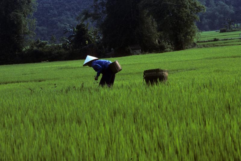 <img typeof="foaf:Image" src="http://statelibrarync.org/learnnc/sites/default/files/images/vietnam_017.jpg" width="1024" height="683" alt="A farmer is bent at the waist working in a wet-rice field at Mai Chau" title="A farmer is bent at the waist working in a wet-rice field at Mai Chau" />