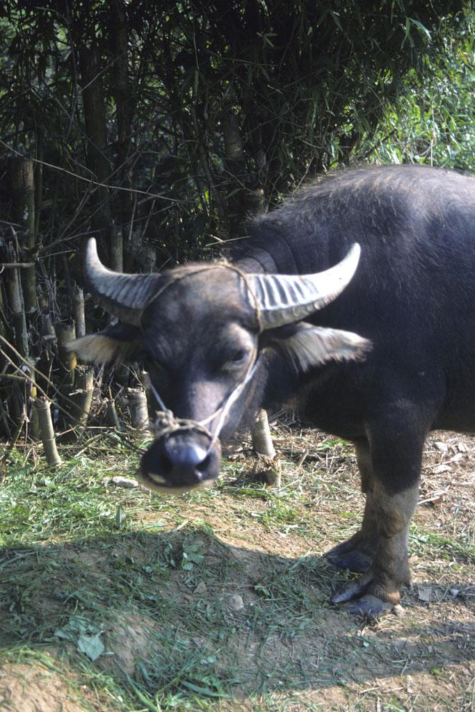 <img typeof="foaf:Image" src="http://statelibrarync.org/learnnc/sites/default/files/images/vietnam_076.jpg" width="683" height="1024" alt="Close-up view of the front half of a water buffalo at Mai Chau" title="Close-up view of the front half of a water buffalo at Mai Chau" /> <img typeof="foaf:Image" src="http://statelibrarync.org/learnnc/sites/default/files/images/vietnam_076.jpg" width="683" height="1024" alt="Close-up view of the front half of a water buffalo at Mai Chau" title="Close-up view of the front half of a water buffalo at Mai Chau" />