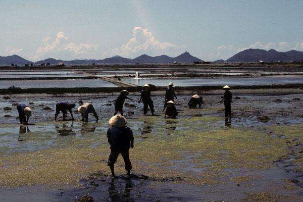<img typeof="foaf:Image" src="http://statelibrarync.org/learnnc/sites/default/files/images/vietnam_091.jpg" width="600" height="400" alt="Salt production workers stand in a muddy salt field south of Nha Trang" title="Dalt production workers stand in a muddy salt field south of Nha Trang" /> <img typeof="foaf:Image" src="http://statelibrarync.org/learnnc/sites/default/files/images/vietnam_091.jpg" width="600" height="400" alt="Salt production workers stand in a muddy salt field south of Nha Trang" title="Dalt production workers stand in a muddy salt field south of Nha Trang" />