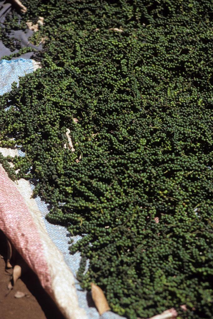 <img typeof="foaf:Image" src="http://statelibrarync.org/learnnc/sites/default/files/images/vietnam_132.jpg" width="683" height="1024" alt="Green fruit spikes of peppercorns, central Vietnam" title="Green fruit spikes of peppercorns, central Vietnam" /> <img typeof="foaf:Image" src="http://statelibrarync.org/learnnc/sites/default/files/images/vietnam_132.jpg" width="683" height="1024" alt="Green fruit spikes of peppercorns, central Vietnam" title="Green fruit spikes of peppercorns, central Vietnam" />