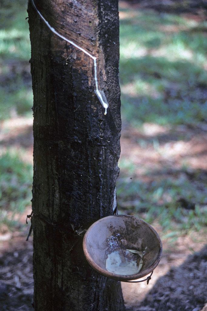 <img typeof="foaf:Image" src="http://statelibrarync.org/learnnc/sites/default/files/images/vietnam_134.jpg" width="683" height="1024" alt="White latex sap dripping into collection pan at rubber tree in plantation" title="White latex sap dripping into collection pan at rubber tree in plantation" /> <img typeof="foaf:Image" src="http://statelibrarync.org/learnnc/sites/default/files/images/vietnam_134.jpg" width="683" height="1024" alt="White latex sap dripping into collection pan at rubber tree in plantation" title="White latex sap dripping into collection pan at rubber tree in plantation" />