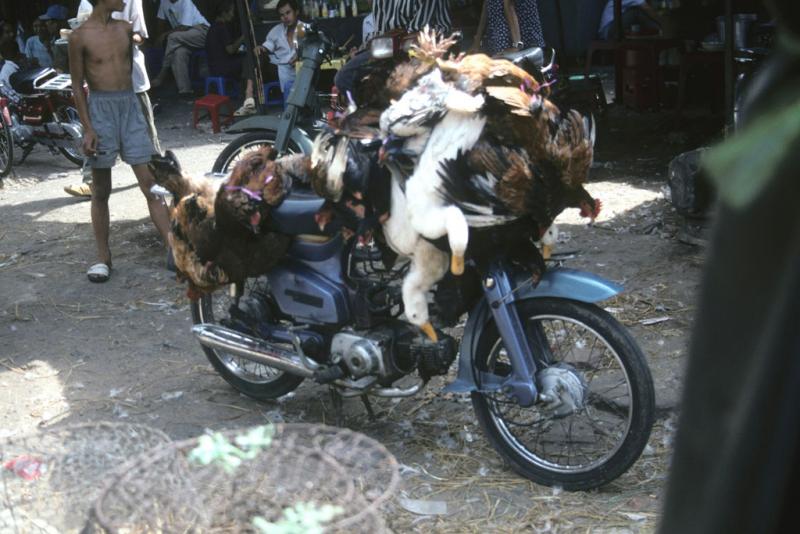 <img typeof="foaf:Image" src="http://statelibrarync.org/learnnc/sites/default/files/images/vietnam_154.jpg" width="1024" height="683" alt="Live chickens and ducks tied to motorcycle, Ho Chi Minh City's Chinatown" title="Live chickens and ducks tied to motorcycle, Ho Chi Minh City's Chinatown" />
