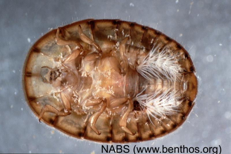 <img typeof="foaf:Image" src="http://statelibrarync.org/learnnc/sites/default/files/images/water_pennylarva.jpg" width="800" height="533" alt="Water penny larva" title="Water penny larva" /> <img typeof="foaf:Image" src="http://statelibrarync.org/learnnc/sites/default/files/images/water_pennylarva.jpg" width="800" height="533" alt="Water penny larva" title="Water penny larva" />