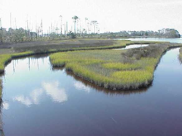 A marshy river and swamp. A waterway is in the foreground and some swampy trees are in the background. It is sunny. 