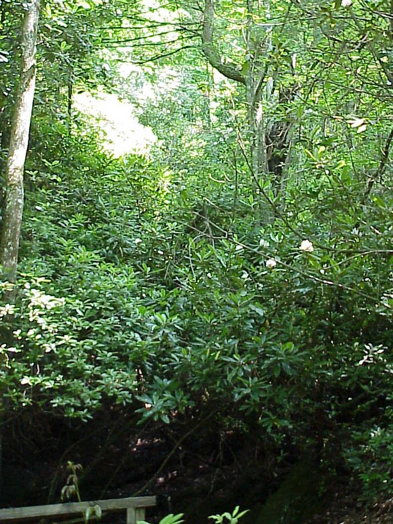 <img typeof="foaf:Image" src="http://statelibrarync.org/learnnc/sites/default/files/images/wetland_bog.jpg" width="768" height="1024" alt="Plant Communities in Jocassee Gorges-Wetland Bogs" title="Plant Communities in Jocassee Gorges-Wetland Bogs" /> <img typeof="foaf:Image" src="http://statelibrarync.org/learnnc/sites/default/files/images/wetland_bog.jpg" width="768" height="1024" alt="Plant Communities in Jocassee Gorges-Wetland Bogs" title="Plant Communities in Jocassee Gorges-Wetland Bogs" />