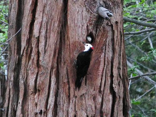 <img typeof="foaf:Image" src="http://statelibrarync.org/learnnc/sites/default/files/images/white-headedwoodpecker.jpg" width="500" height="375" alt="White-headed woodpecker" title="White-headed woodpecker" /> <img typeof="foaf:Image" src="http://statelibrarync.org/learnnc/sites/default/files/images/white-headedwoodpecker.jpg" width="500" height="375" alt="White-headed woodpecker" title="White-headed woodpecker" />
