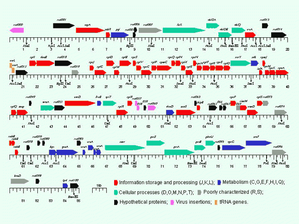 <img typeof="foaf:Image" src="http://statelibrarync.org/learnnc/sites/default/files/images/zhao1.gif" width="600" height="450" alt="Genetic map" title="Genetic map" /> <img typeof="foaf:Image" src="http://statelibrarync.org/learnnc/sites/default/files/images/zhao1.gif" width="600" height="450" alt="Genetic map" title="Genetic map" />