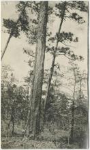 Longleaf pine with markings from turpentine production. 