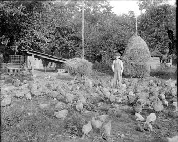 Flock of Chickens and Young Boy in Chicken Yard Prob 1900 teens  Flock of chickens and a young boy in a chicken yard somewhere in North Carolina, c1900 teens. From the Albert Barden Collection, North Carolina State Archives, call #:  N.53.16.4427, Raleigh, NC.