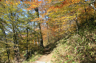 "Appalachian Trail near Newfound Gap, Great Smoky Mountains Nationalpark, Tennessee-North Carolina state line." Image courtesy of Flickr user Frank Kehran. 