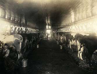 Dairy at the Stonewall Jackson Training School, 1920-1930. Image from the North Carolina Museum of History.