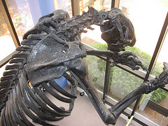 Giant Sloth at Cape Fear Museum. Image courtesy of Flickr user Laurie O'Neil. 