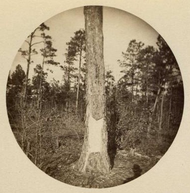 Pine tree, which has been boxed, or partially stripped, for turpentine, Dec. 26, 1888. Beaman's Crossroads, Sampson County, N.C. Image from the North Carolina Museum of History.