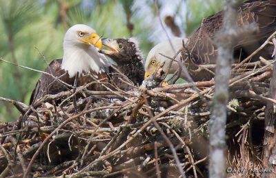 Bald Eagle Nest, NC, 2009. Image courtesy of Bill Majoros. 