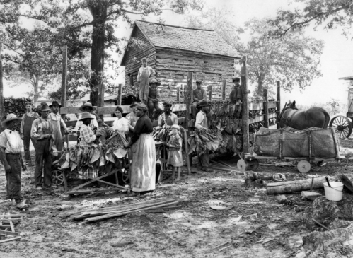 Looping tobacco in Granville County, ca. 1930. Photograph by Albert Barden. North Carolina Collection, University of North Carolina at Chapel Hill Library.