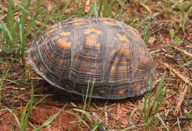 Box turtle inside its shell