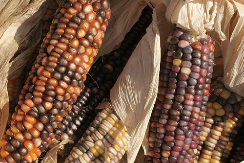 Corn like this might have been eaten by North Carolina's Native Peoples