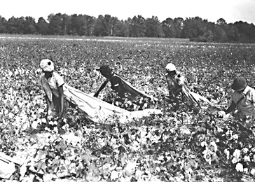 Cotton is an important NC export. Image courtesy of the State Archives of NC, call #: ConDev4667A. 