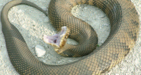 Cottonmouth