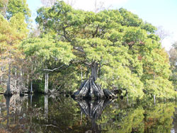 Cypress tree, Great Dismal Swamp