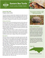Click to open the PDF of the Eastern Box Turtle profile