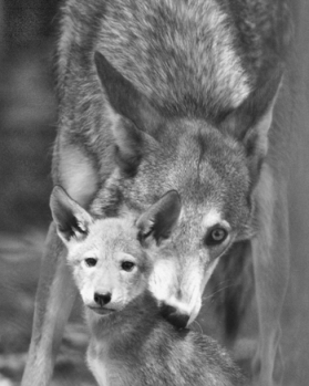 An endangered male red wolf and pup in the Alligator River National Wildlife Refuge in Dare and Hyde Counties. Image copyright Greg Koch, 2003.