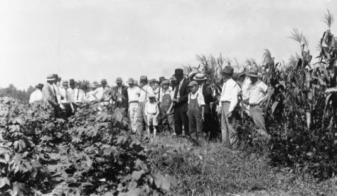  Members of the Stanly County farm tour examining corn, soybeans, and cotton in rotation, Norwood, North Carolina, November 2, 1932. North Carolina Cooperative Extension Service, NCSU University Archives Photographs, Living off the Land Project. 