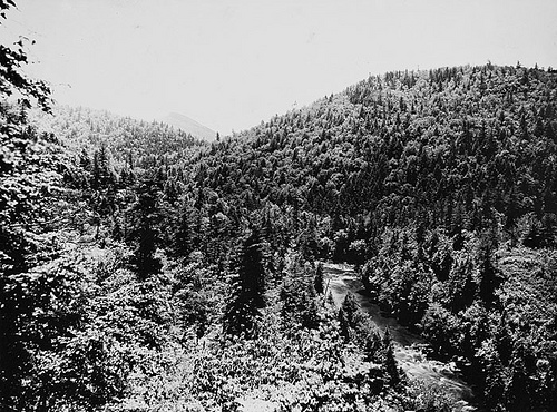 From Gooseneck, or loop view- Deciduous and coniferous trees mingle in a color scheme of bewildering beauty May 31, 1909 Frank W. Bicknell Photograph Collection, PhC.8, North Carolina State Archives, call #: PhC68_1_539, Raleigh, NC.