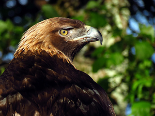 Golden Eagle, Grandfather Mountain, 2012. Image courtesy of flickr user BlueRidgeKitties. 