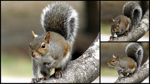 Gray squirrel pictures