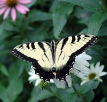 Photograph of the Eastern Tiger Swallowtail butterfly, from <i>Extension Gardener</i>, NC Cooperative Extension Service, 2009.  Presented on NC Digital Collections. 