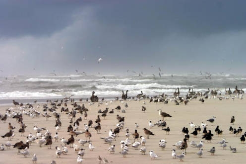 Birds on the Beach, Fort Macon State Park, October 29, 2008. By Randy Newman. North Carolina State Parks Collection, North Carolina Digital Collections.  Used courtesy of the North Carolina Division of Parks and Recreation.