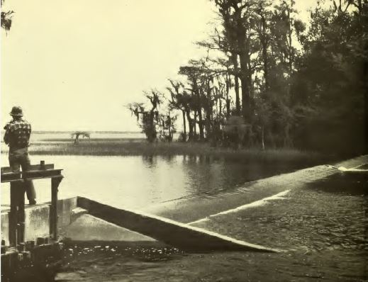 Photograph, Lake Waccamaw State Park, ca. 1970s. From the <i>Lake Waccamaw State Park Master Plan,</i> Master Planning Unit, North Carolina Division of Parks and Recreation, July 1976.