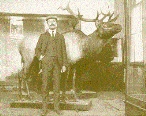 H. H. Brimley with a mounted elk and a mounted buffalo at what is now the North Carolina Museum of Natural Sciences, ca. 1905. Image courtesy of the Brimley Photograph Collection, State Archives, North Carolina Office of Archives and History.