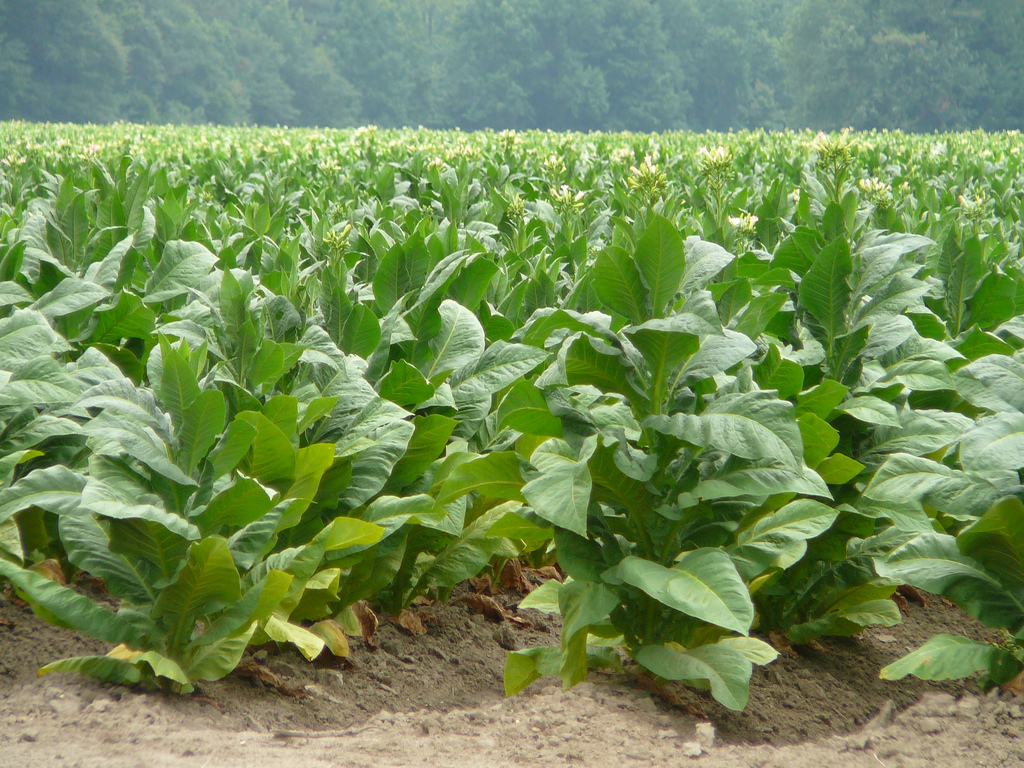 tobacco plants with small yellow flowers at the head