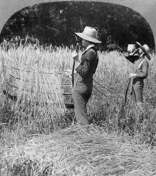 Cutting wheat with a cradle