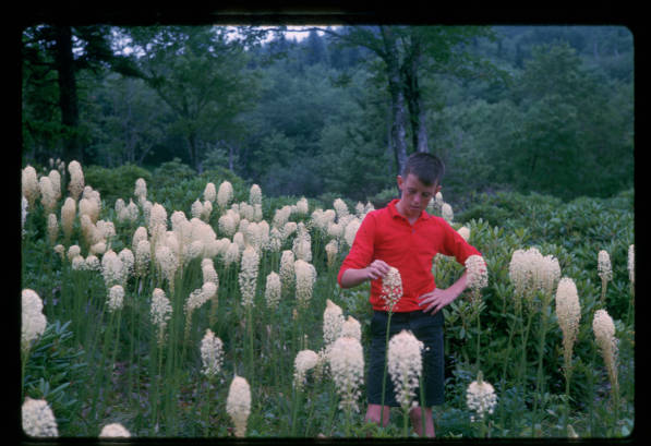 Boy in a flower field. He is knelt down to examine the flower and is wearing a red shirt. The flowers are white and have bushy blooms. 