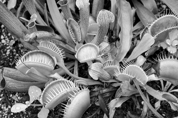 A cluster of Venus flytraps (with spiked “traps”) and pitcher plants growing in southeastern North Carolina. Photograph by Johnny Randall.