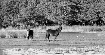 Wild horses grazing in a marsh on Shackleford Banks. Photograph courtesy of North Carolina Division of Tourism, Film, and Sports Development.