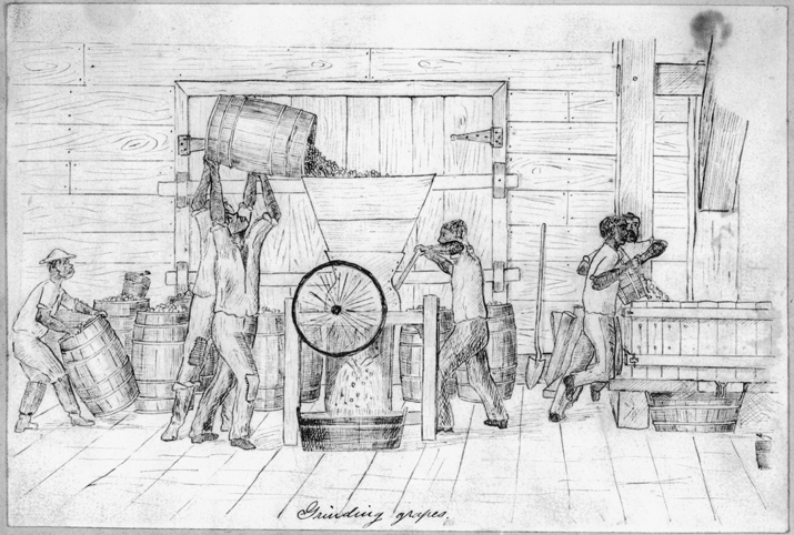 An 1870s drawing of grapes being crushed at the C. G. Garrett and Company Vineyards and Wine Cellars in Halifax County. North Carolina Collection, University of North Carolina at Chapel Hill Library. Courtesy of Christopher Terrell.