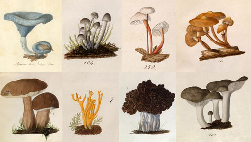 "Eight of the 940 watercolor illustrations of fungi by Lewis David von Schweinitz in the Academy Archives. Ewell Sale Stewart Library and Archives Coll. no. 437. "
