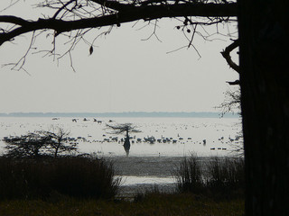 "Swans flying over lake mattamuskeet." Image courtesy of Flickr user Neil Smith, uploaded on December 8, 2007. 
